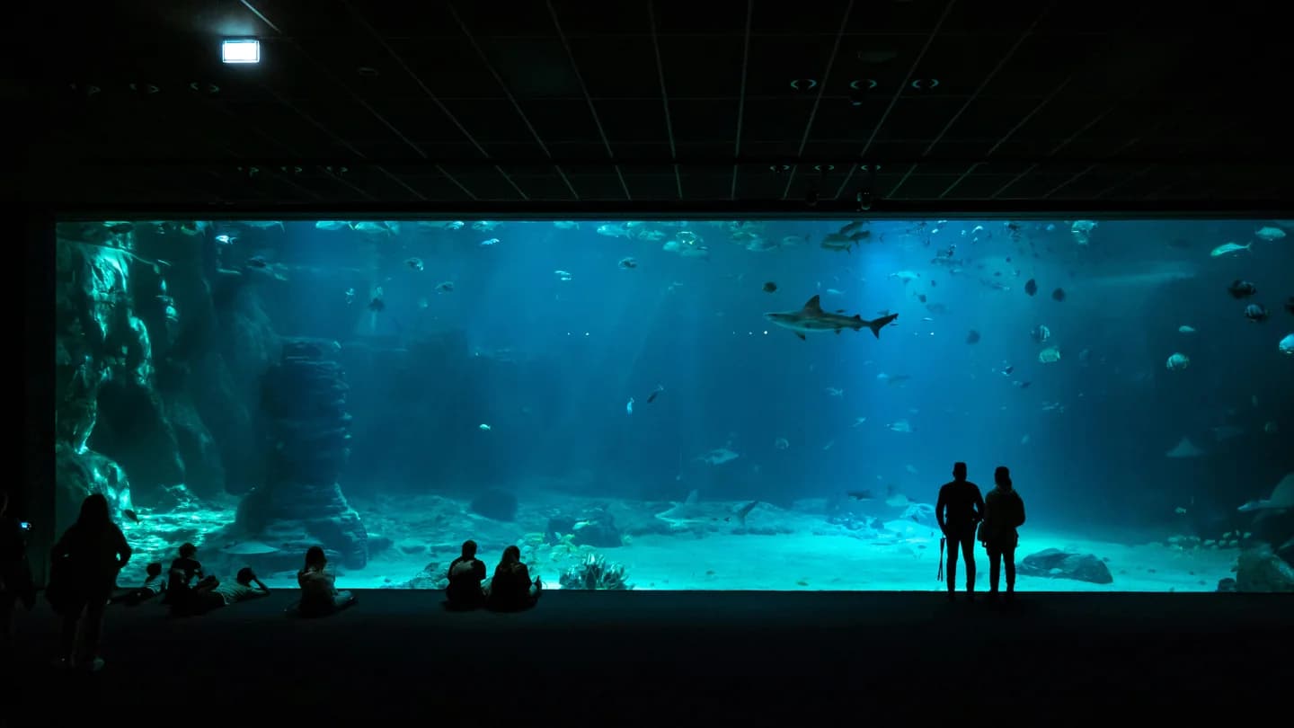 10 Incredible Species to Spot at Dubai Aquarium – A Marine Discovery Guide