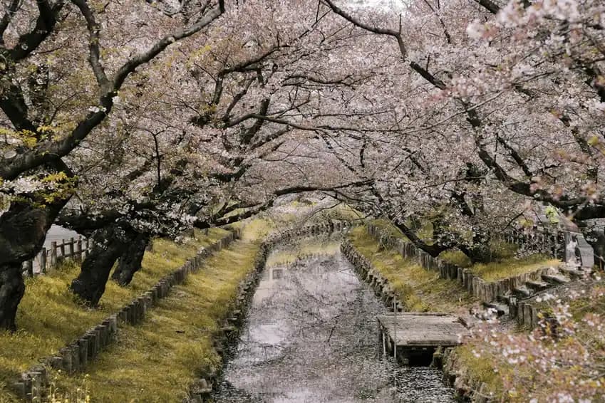 10 Amazing Places to See Cherry Blossoms Around the World