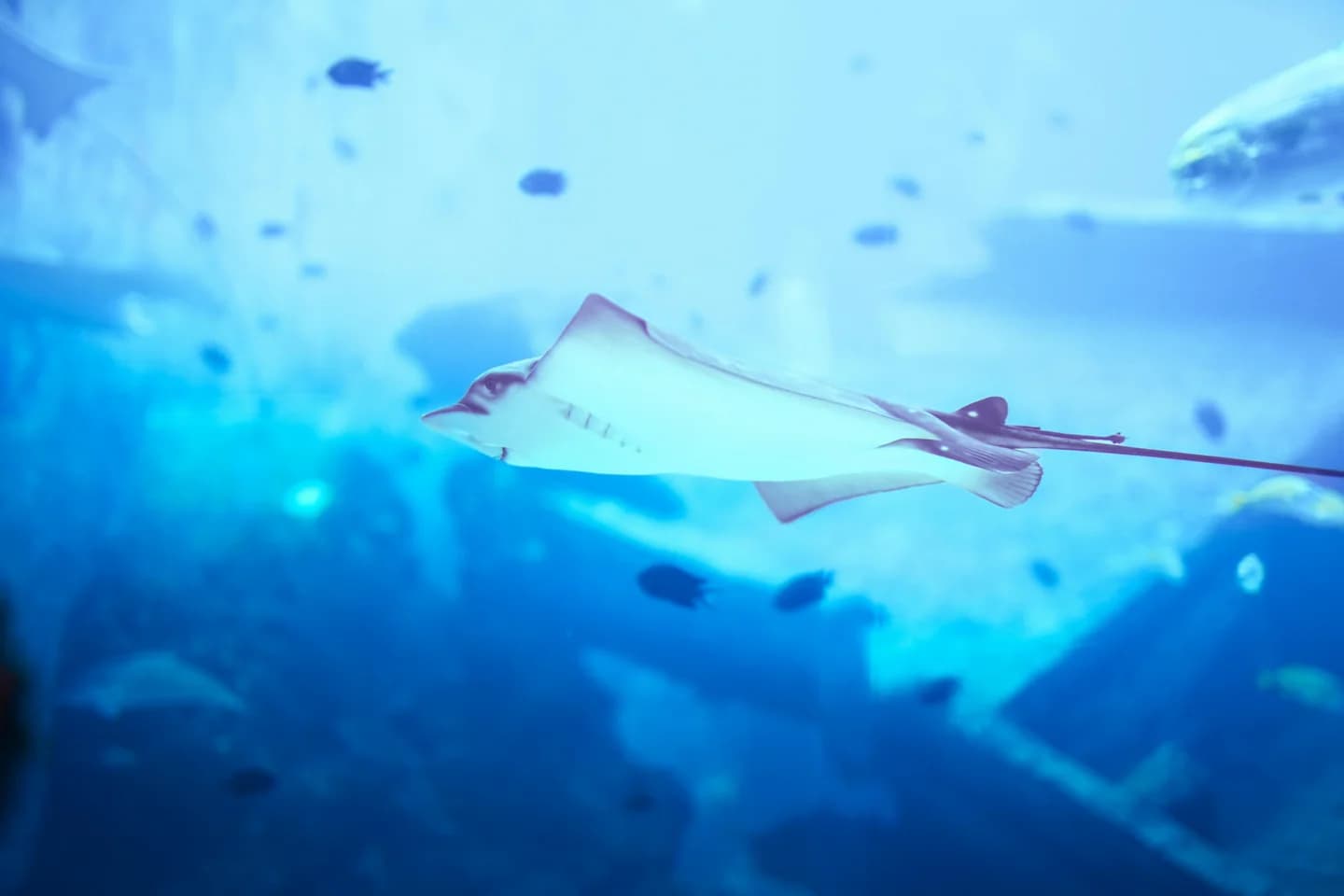 10 Interesting Facts About Dubai Aquarium and Underwater Zoo