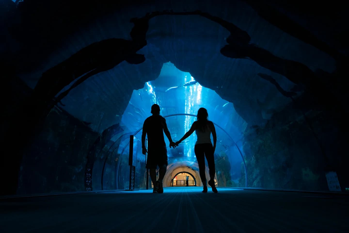 5 Must-See Attractions at Dubai Mall Aquarium You’ll Love