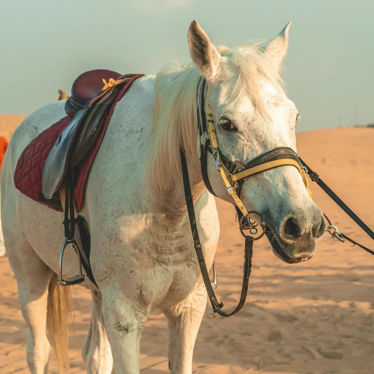 Top 10 Places to Try Horse Riding in Dubai