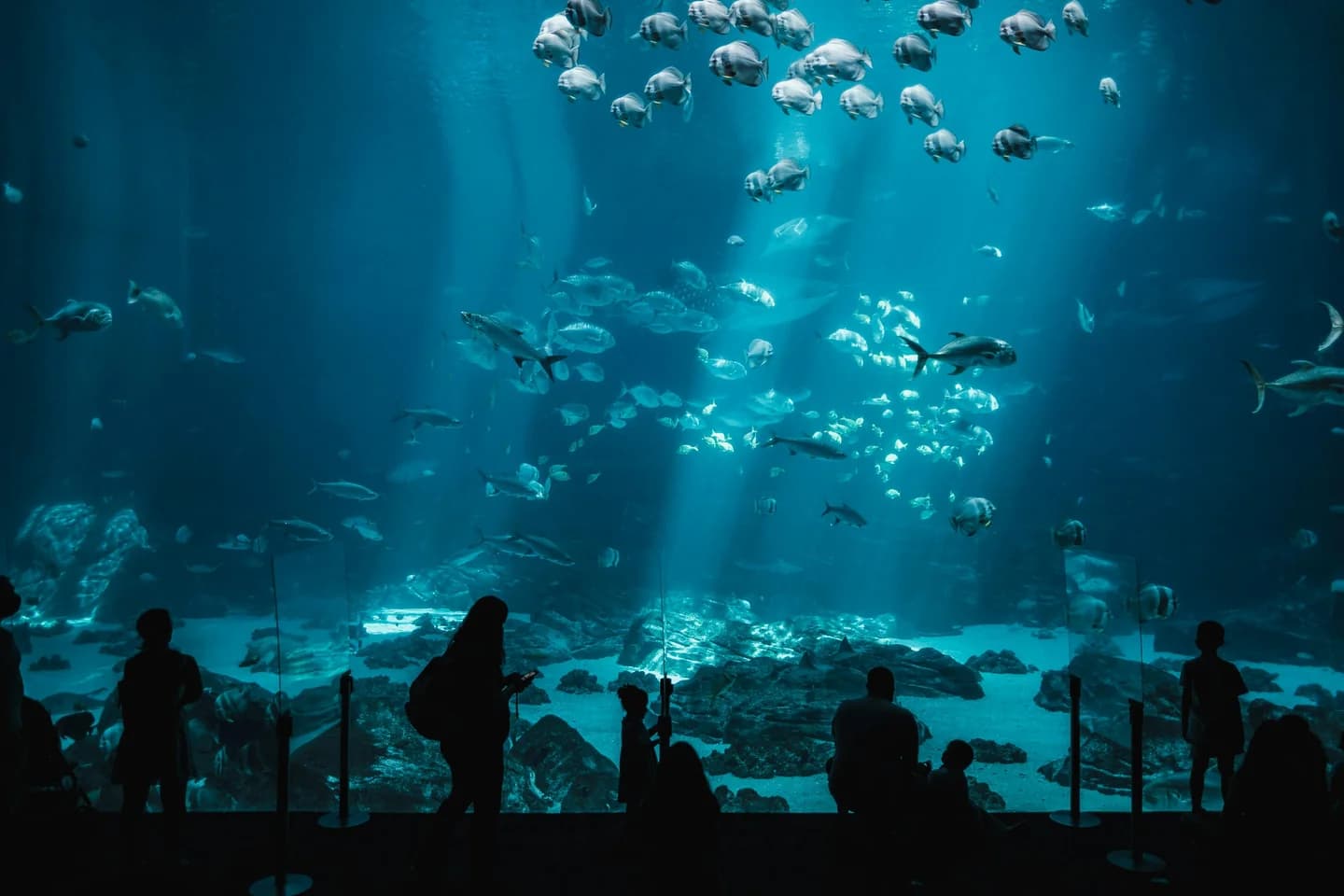 Top 5 Aquariums in the UAE to Explore Stunning Marine Life