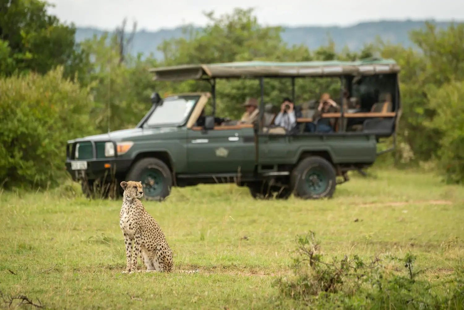 Safari Adventures