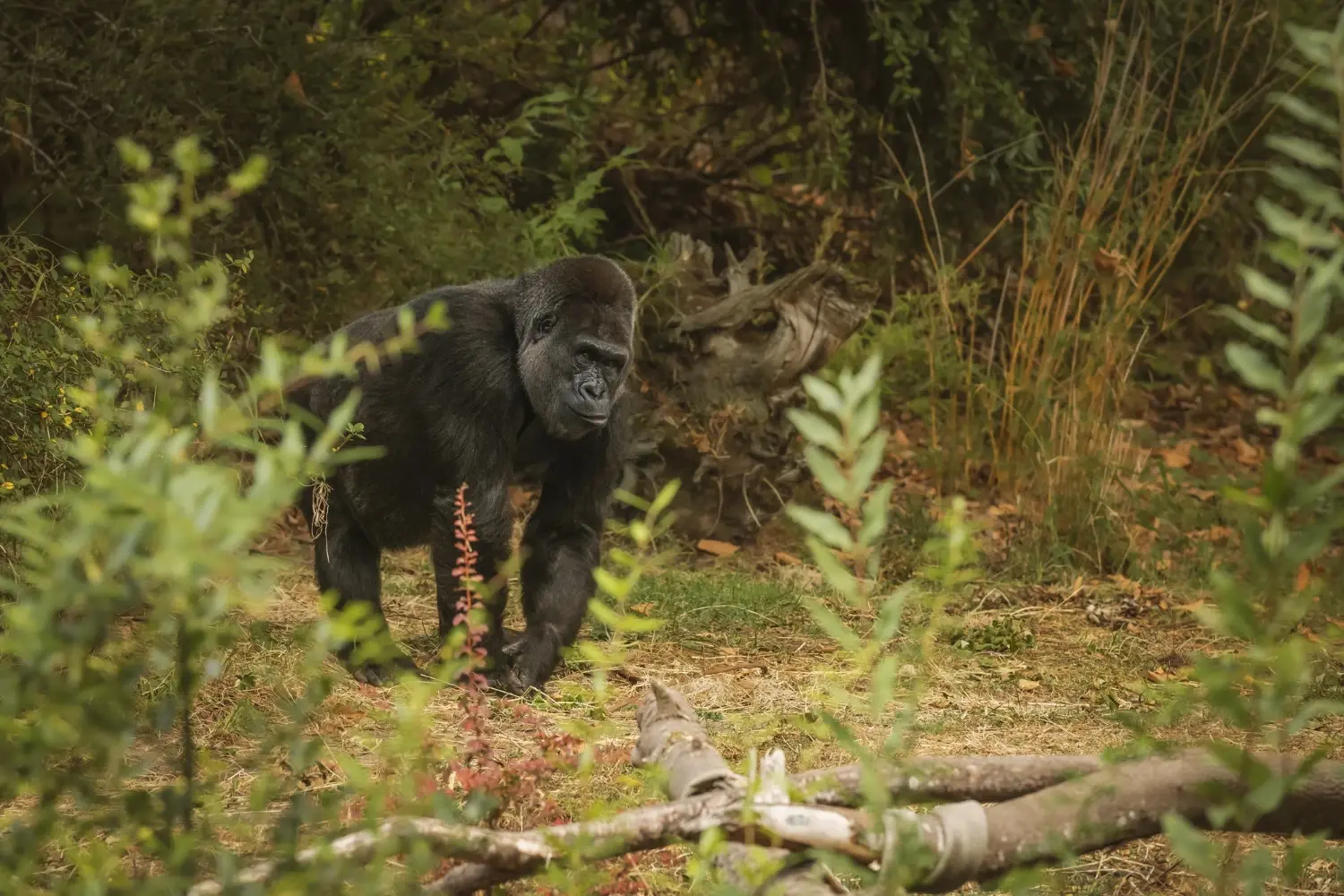 Gorilla Trekking
