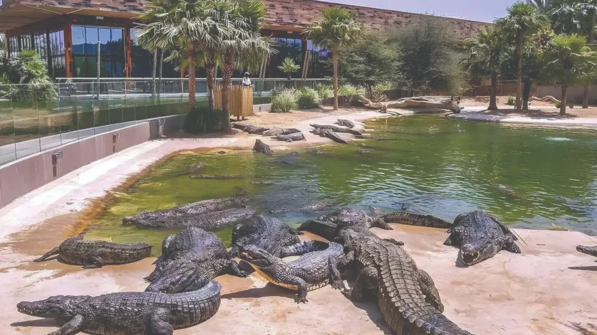 Dubai Crocodile Park 