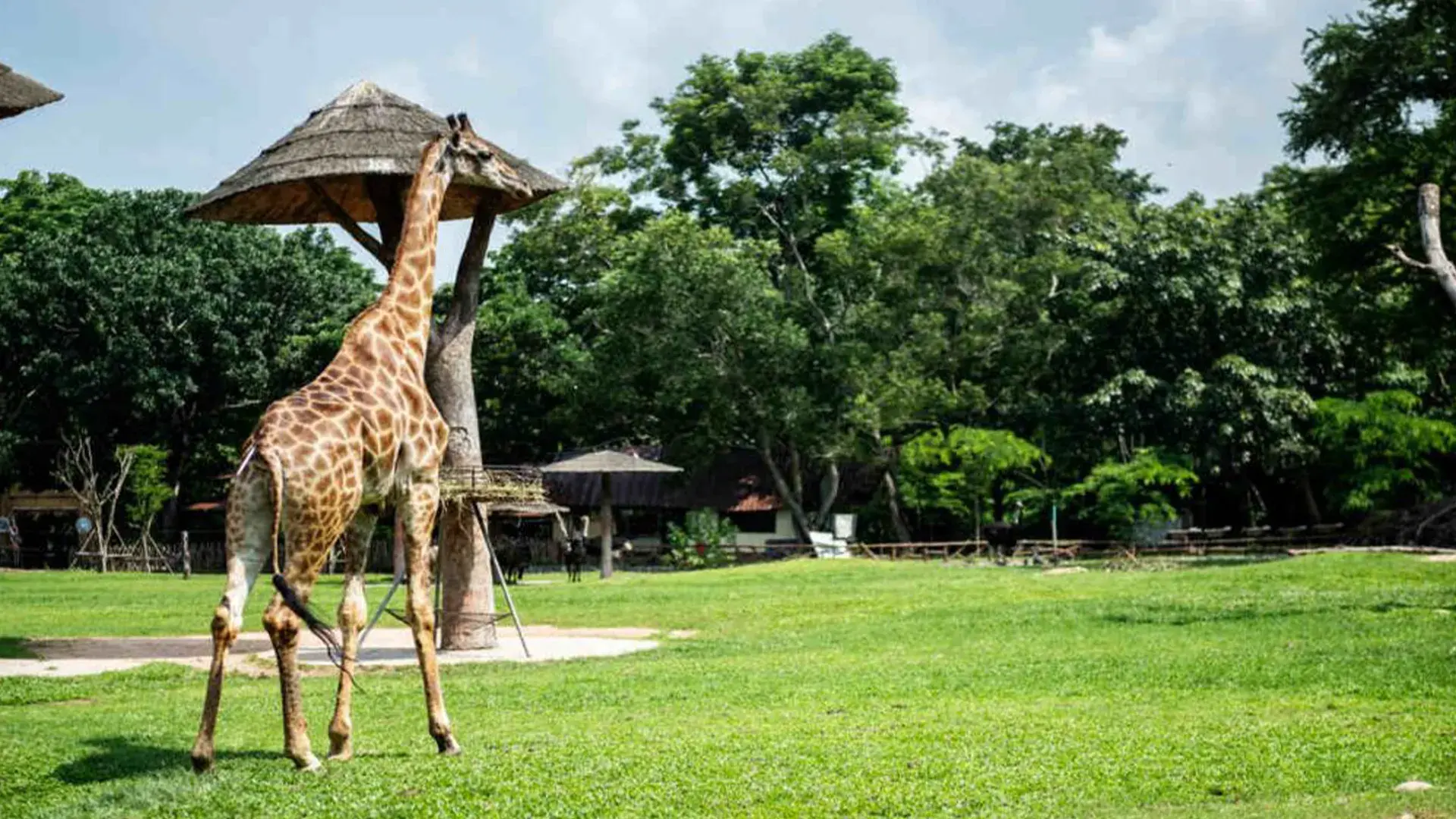 Dubai Safari Park Tickets - Prices, Timings & Online Booking