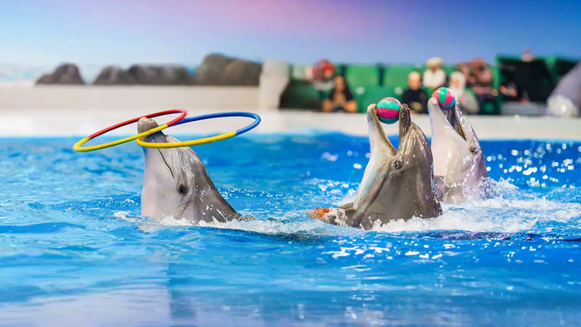 Dubai Dolphinarium Tickets 
