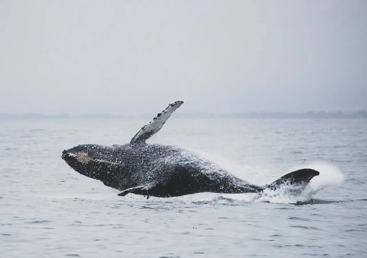 Whale Watching