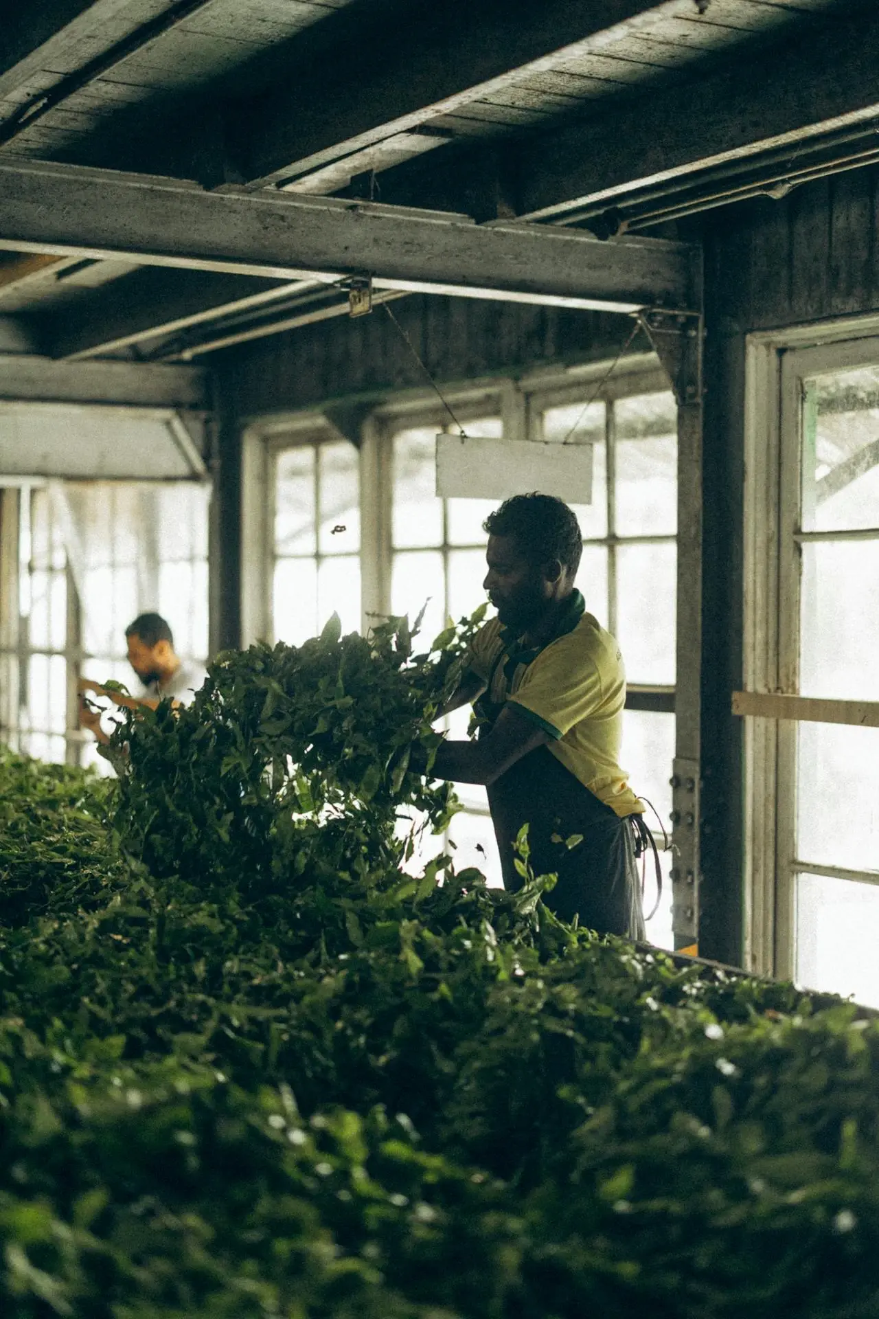 Tea Factory