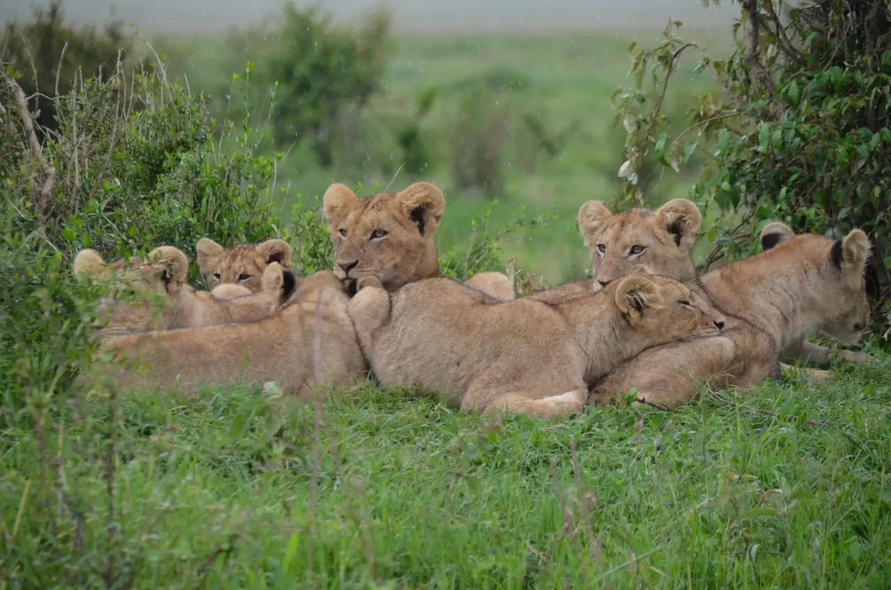 Kenya Travel Package