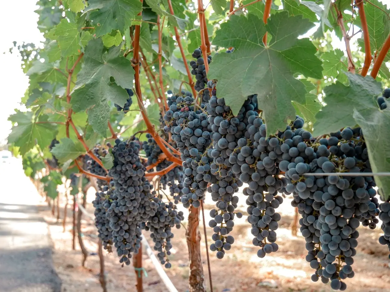 Napa Valley