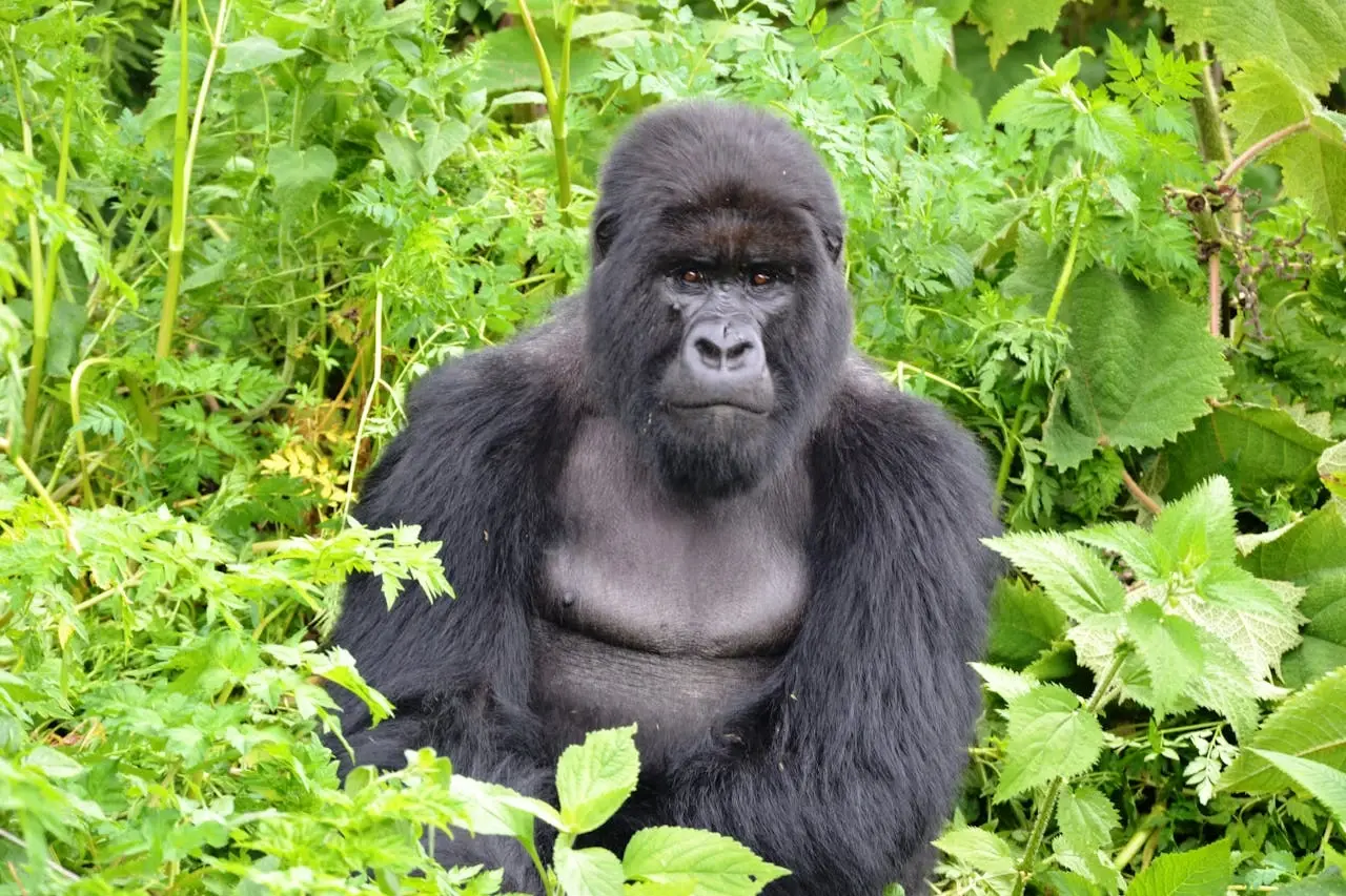 Gorillas at Volcanoes National Park