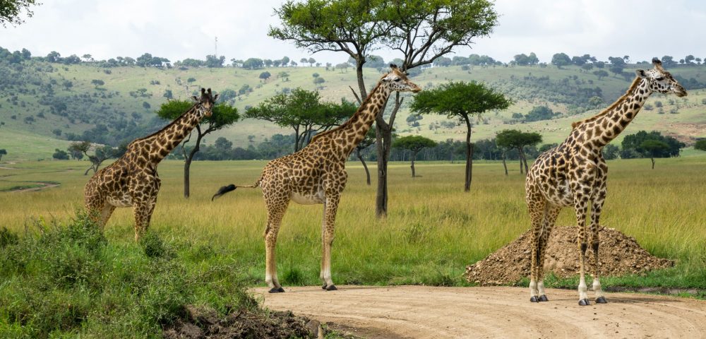 Kenya-Safari-Package