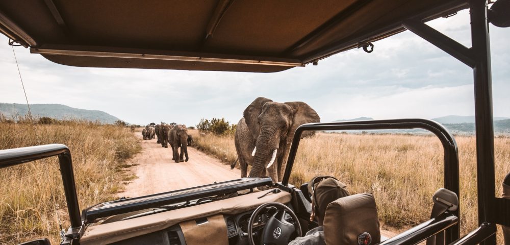Wildlife-Safari-Kenya