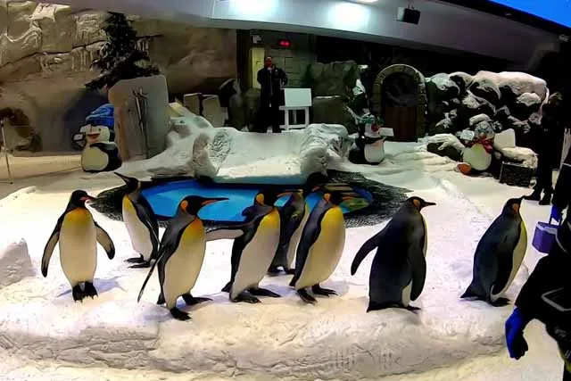 Dubai Aquarium and Penguin Encounter