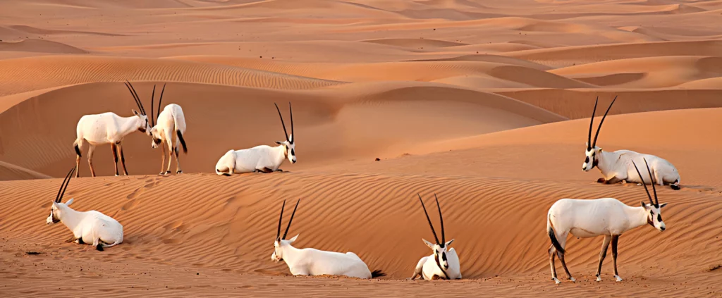 Desert Wildlife Views