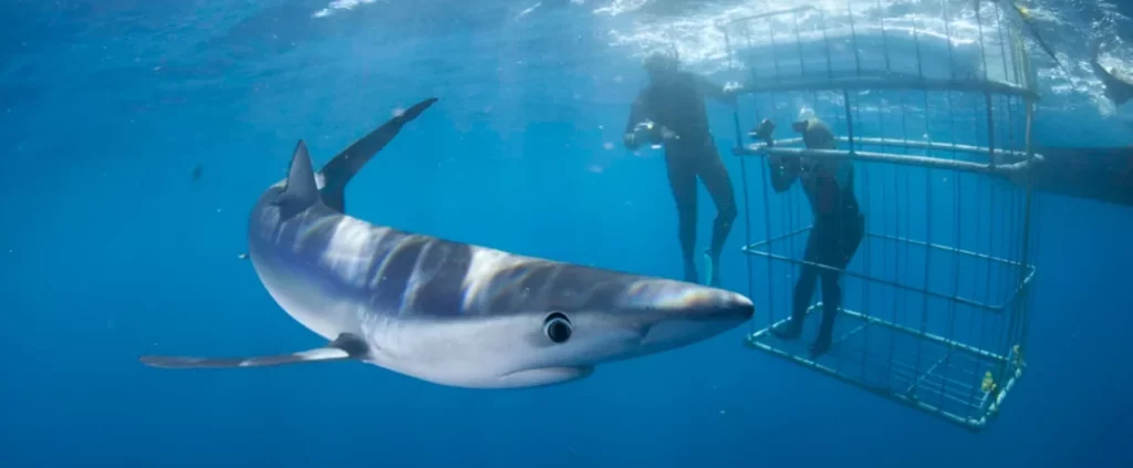 4 Diving in a shark cage