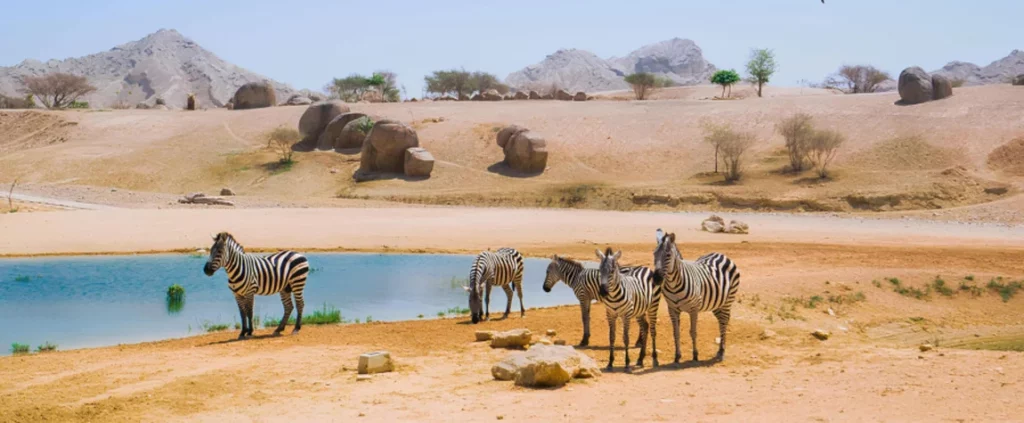  The Arabian Wildlife Park Getting to Know Wildlife