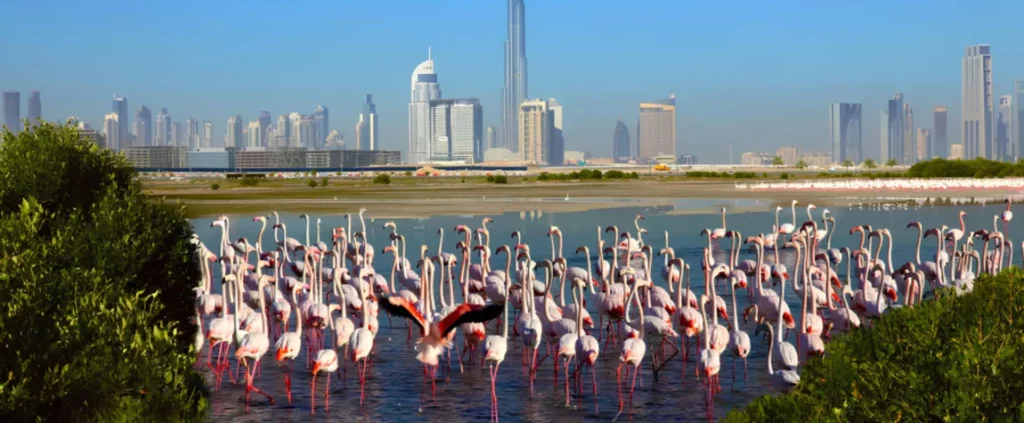 Ras Al Khor Wildlife Sanctuary