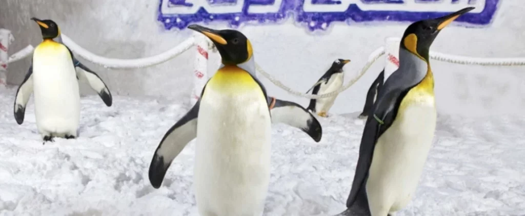Snow Penguins: Arctic Charm Close Up