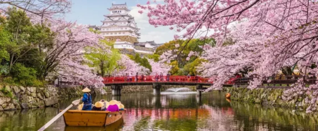 Experience Cherry Blossom Season