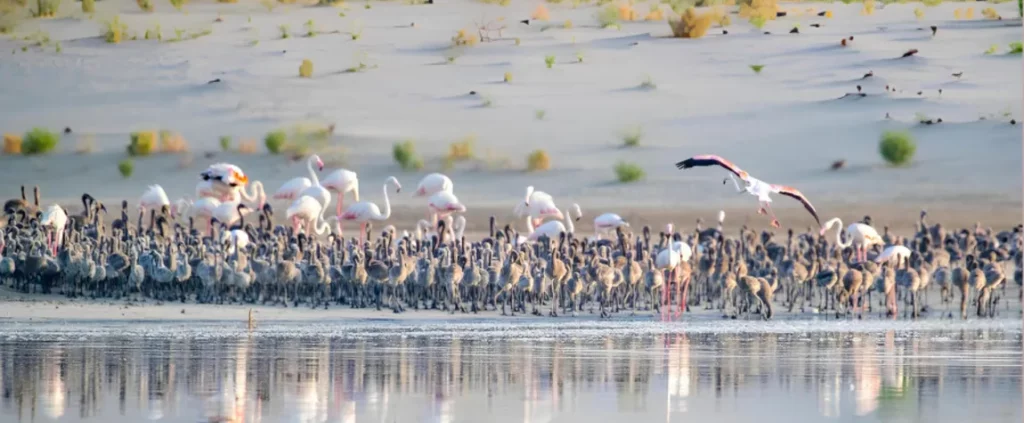 places to see wildlife in the UAE
