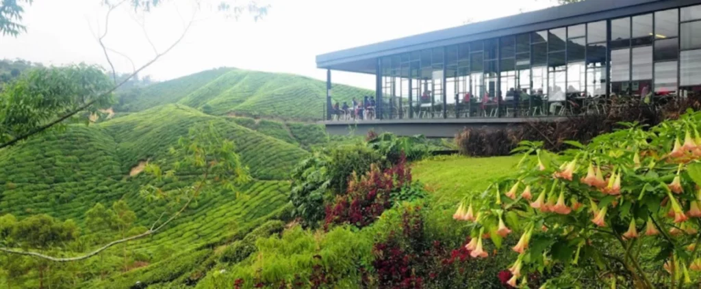 Cameron Highlands - Nature Retreat