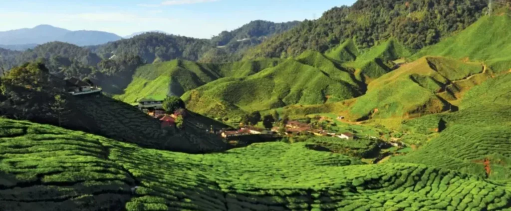 Cameron Highlands' Verdant Tea Plantations