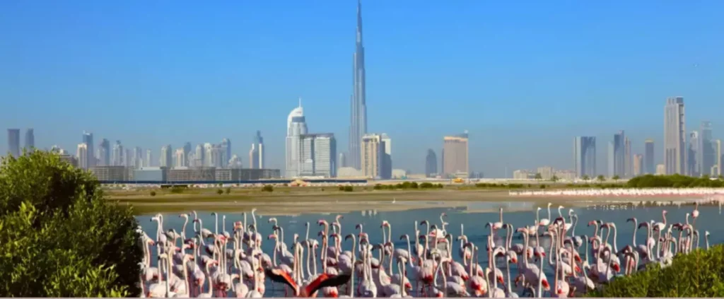 Ras Al Khor Wildlife Sanctuary