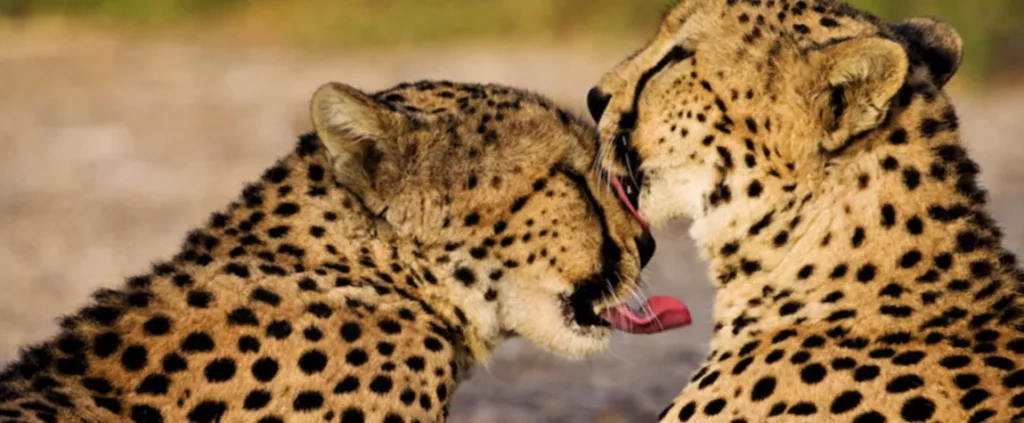 Sir Bani Yas Island – Arabian Wildlife Park