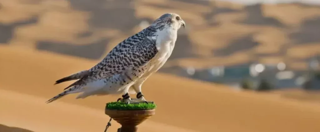 Mystical Falcon Around