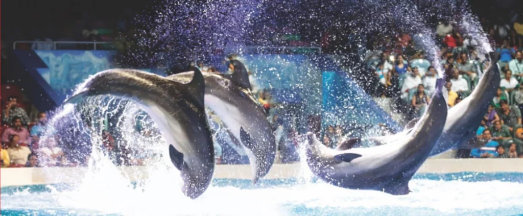Activities at Dubai Dolphinarium