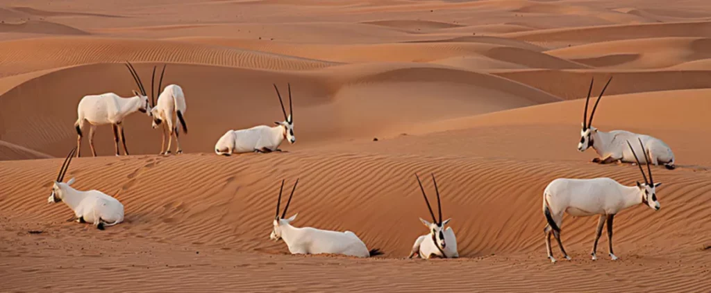 places to see wildlife in the UAE