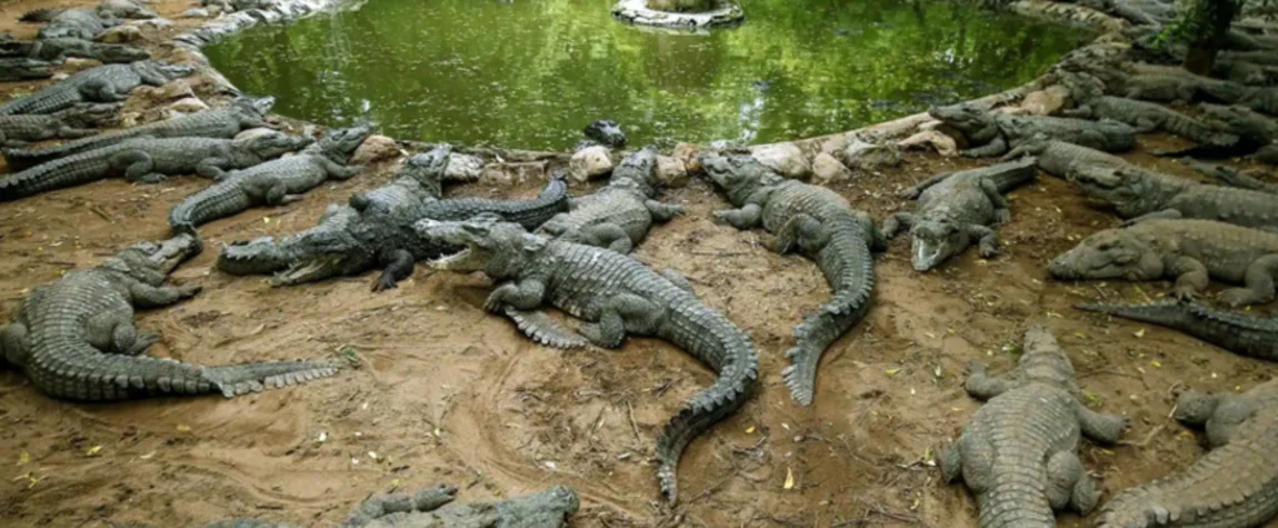 Dubai crocodile park
