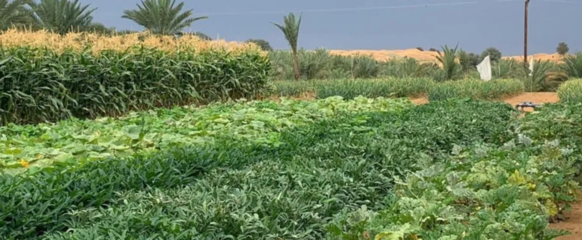 Dubai: Greenheart Organic Farms
