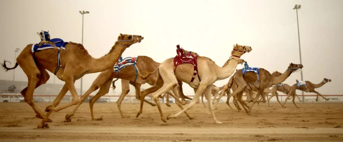 Robots are used for camel racing