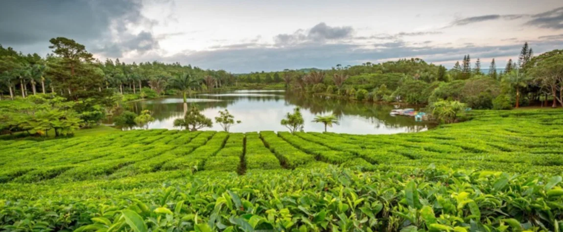 Enjoy a panoramic view of Bois Cheri Tea Plantation