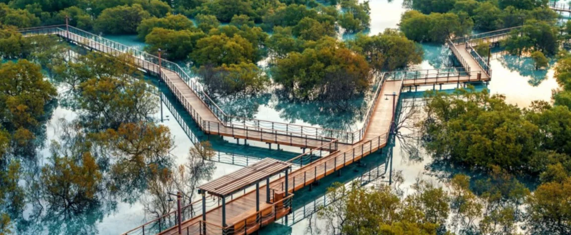 Take a walking tour of the Jubail Mangrove Park