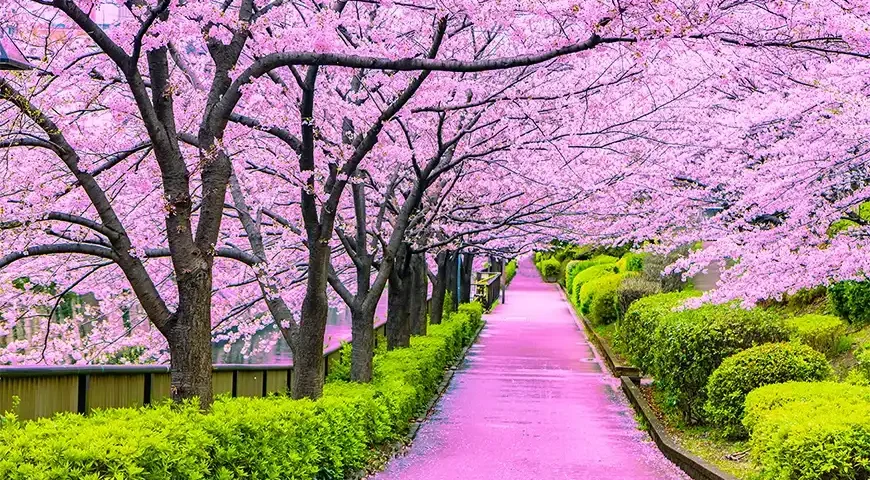 Japan Cherry Blossom Packages from Dubai