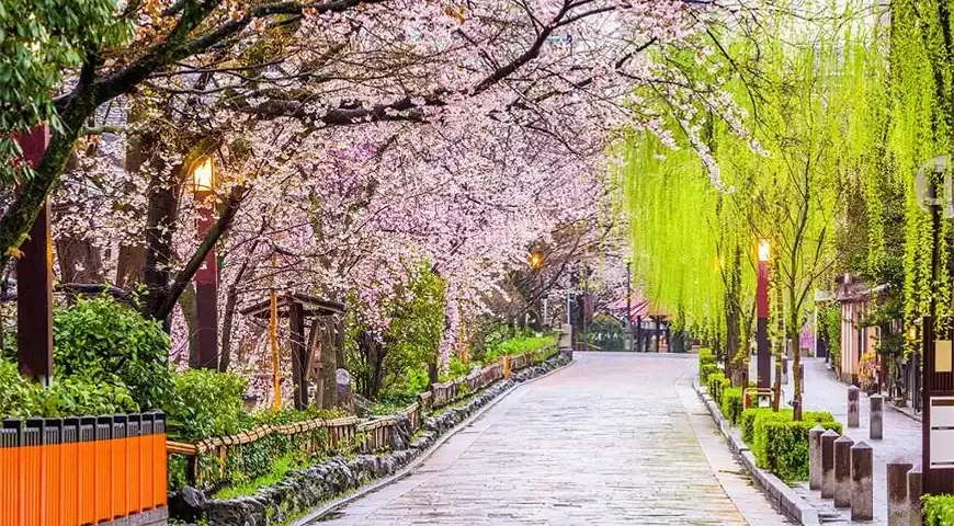 Japan Cherry Blossom Packages from Dubai
