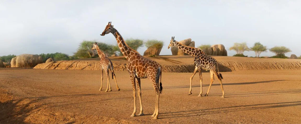 Sharjah Safari Park in the UAE