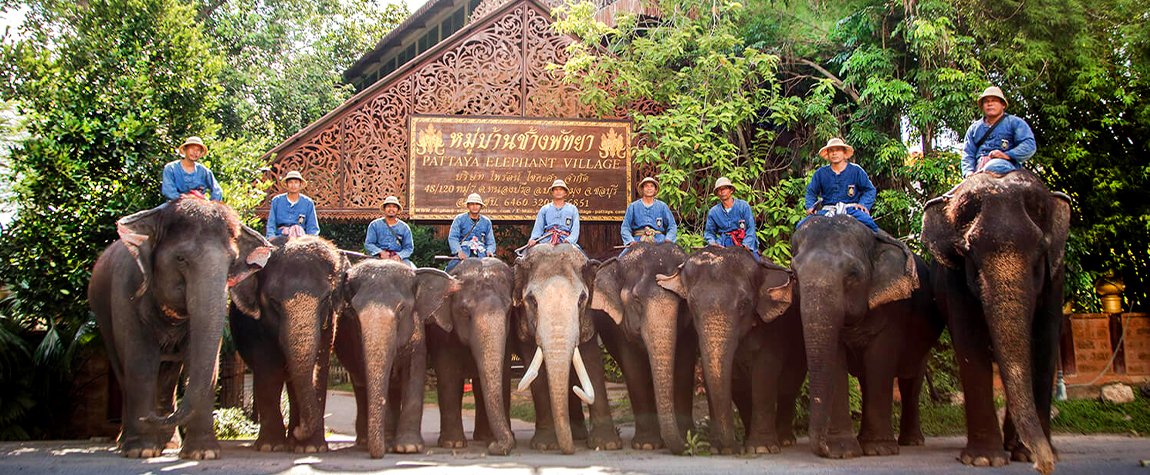 The Pattaya Elephant Village