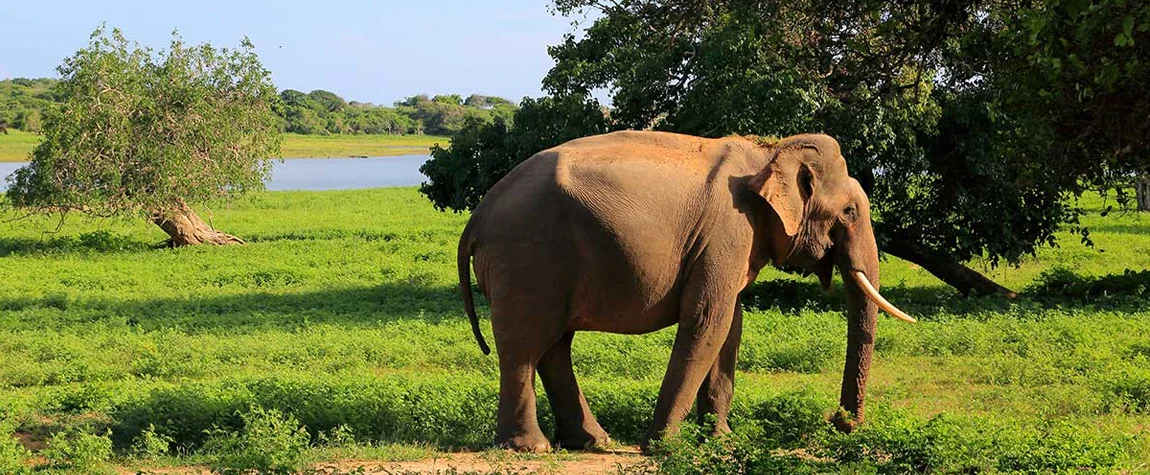 Attractions in Sri Lanka