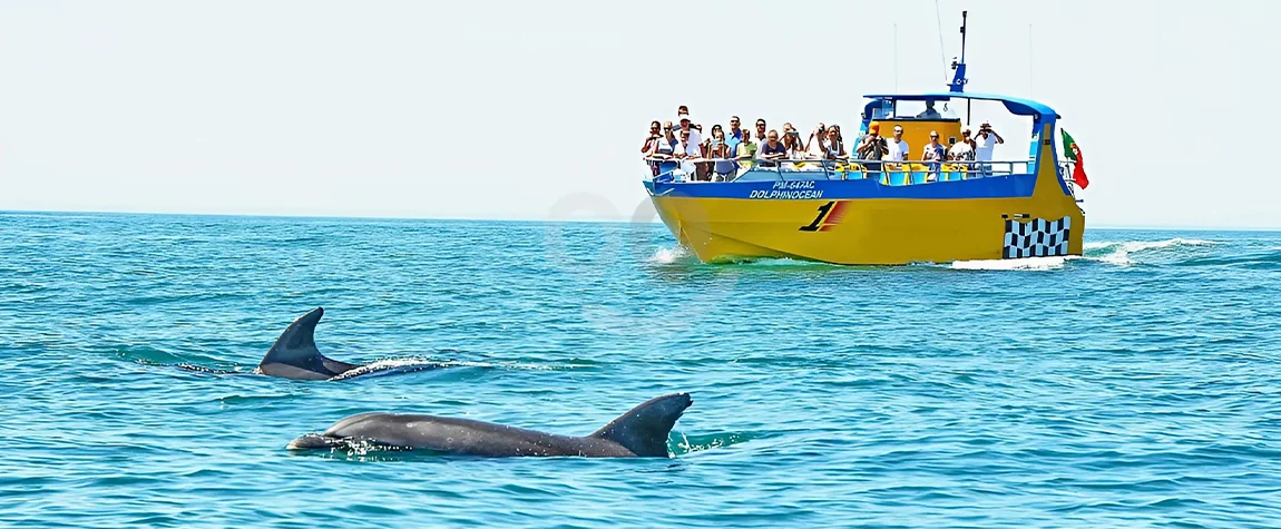 Have a Go Dolphin Watching in the Algarve