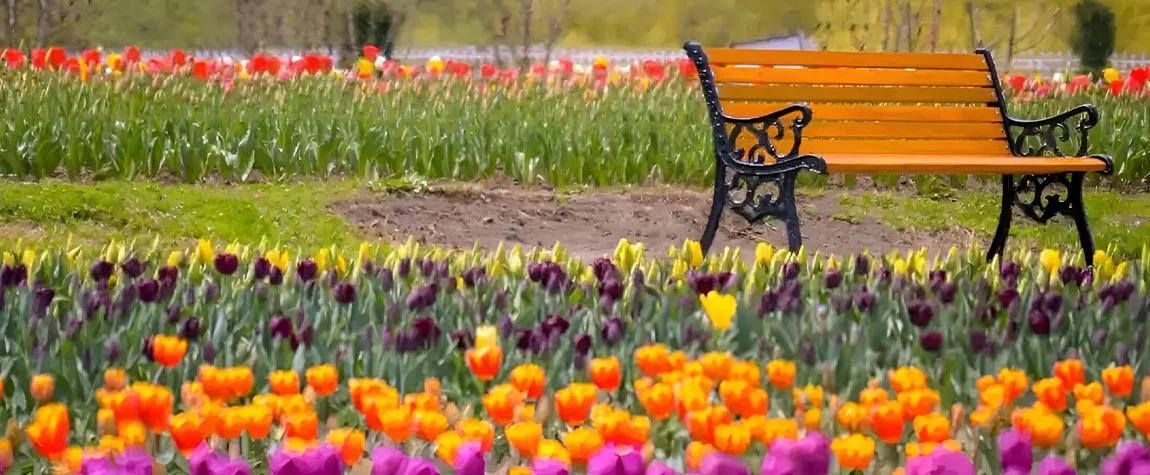 Tulip Festival in Srinagar