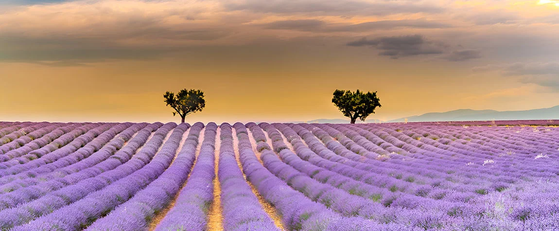 Lavender Fields of Provence, France