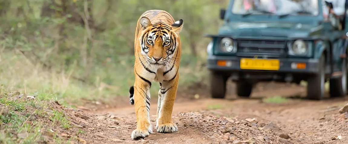 Best Time to National Parks in Rajasthan