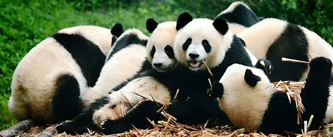 Chengdu
