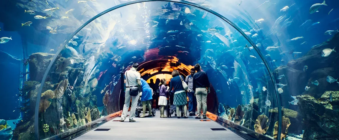 Must-See Attractions at Dubai Mall Aquarium