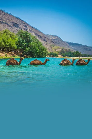 Salalah august Holiday Packages